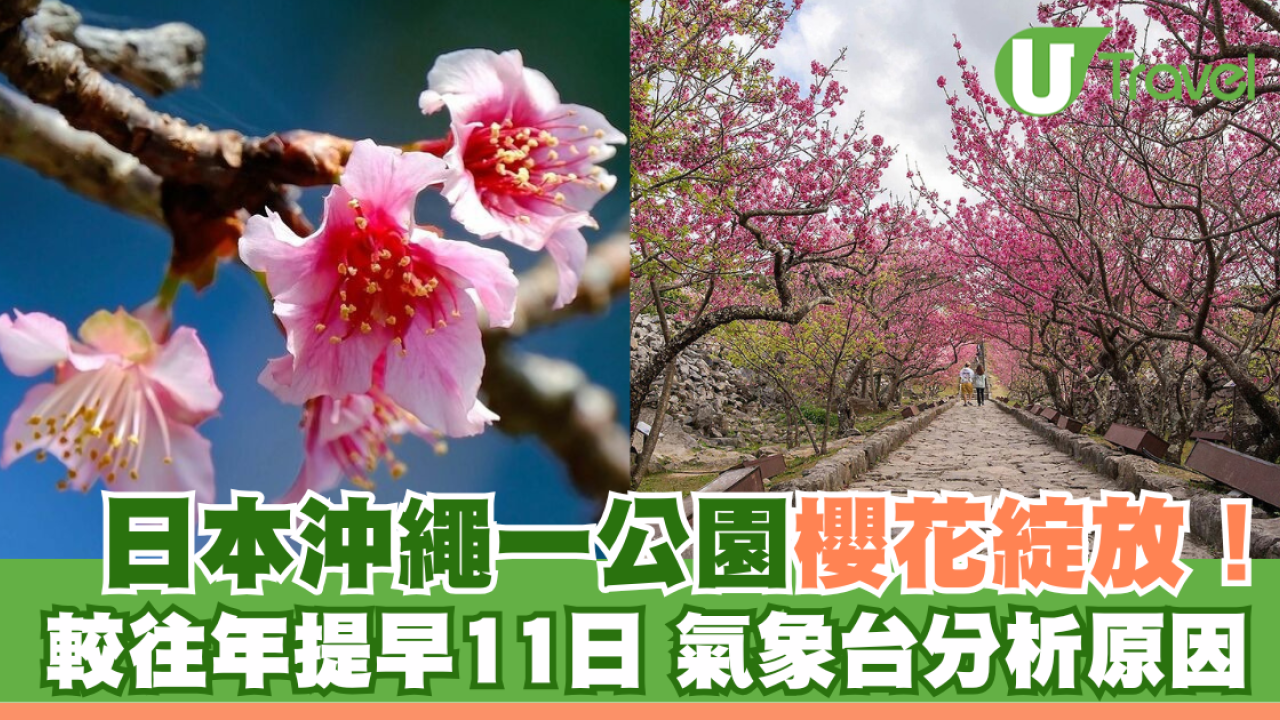 日本沖繩一公園櫻花綻放！較往年提早11日開花 氣象台分析原因