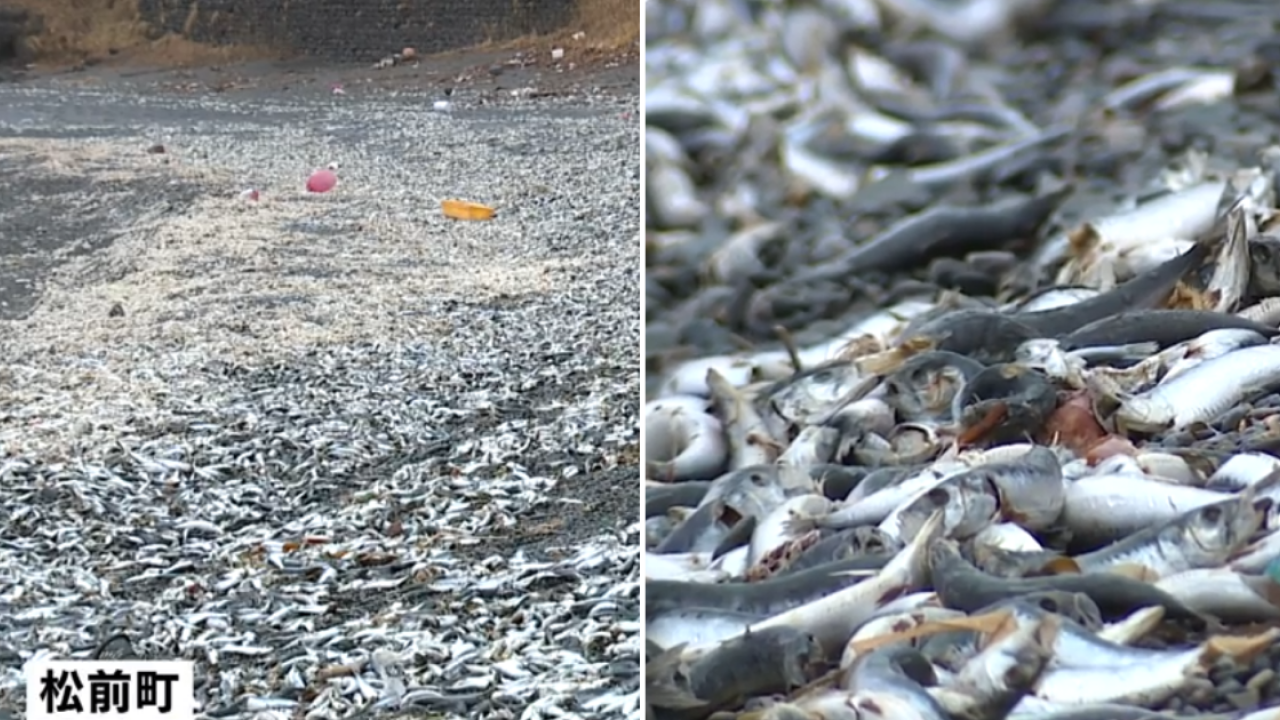 北海道岸邊再現大量沙甸魚屍！恐即將爆發一天災 畫面觸目驚心