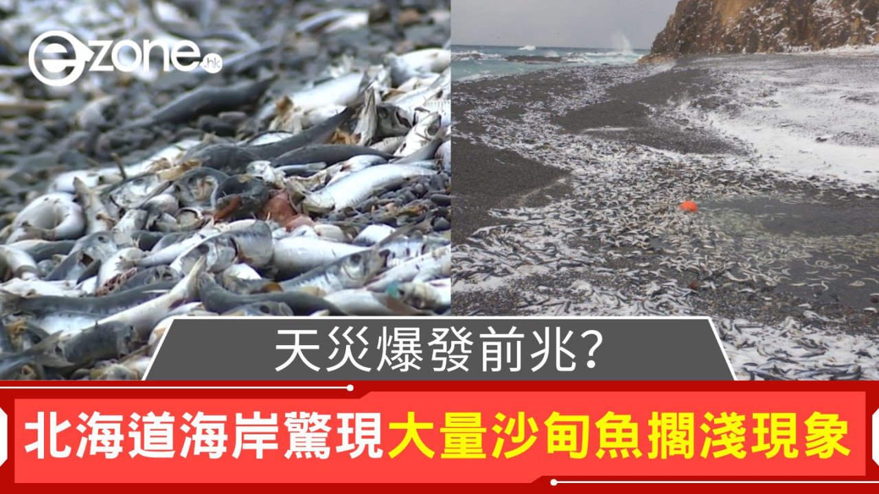 北海道沙甸魚大量擱淺！900 米海岸線覆蓋魚屍 居民憂心忡忡：是天災預兆？