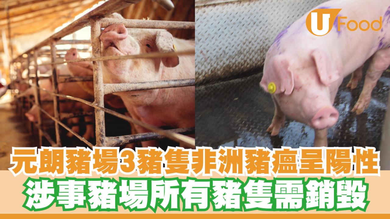 非洲豬瘟襲港｜元朗豬場3豬隻病毒呈陽性  豬場所有豬隻需銷毀