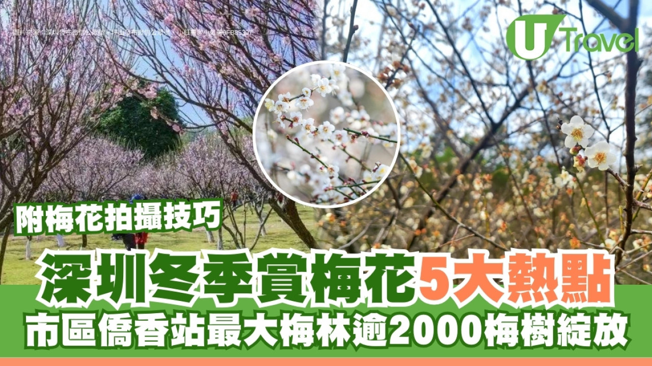深圳賞花2026｜5大賞梅熱點推介地鐵直達！市區最大梅林逾2000梅樹盛放