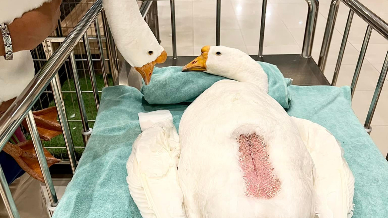 小女鵝因誤食電線緊急開刀 鵝爸爸在旁一臉心疼引熱議