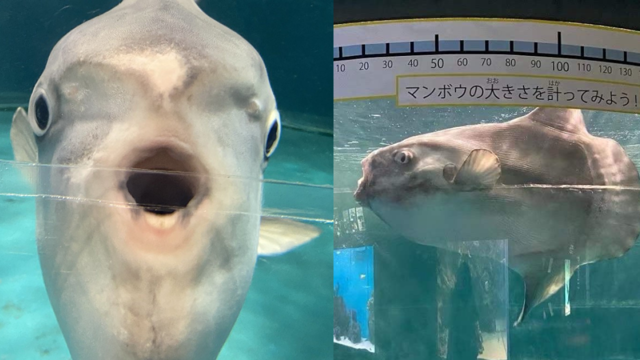 日本水族館翻車魚疑患抑鬱症！因沒遊客感寂寞！飼養員1暖心方法解愁