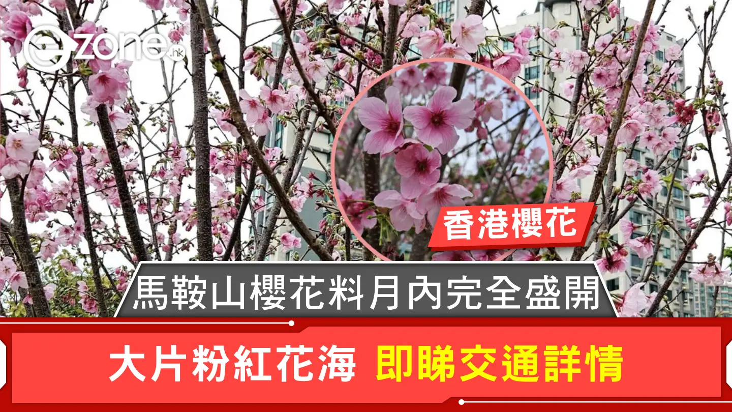 香港櫻花|馬鞍山櫻花料月內完全盛開 大片粉紅花海 即睇交通詳情