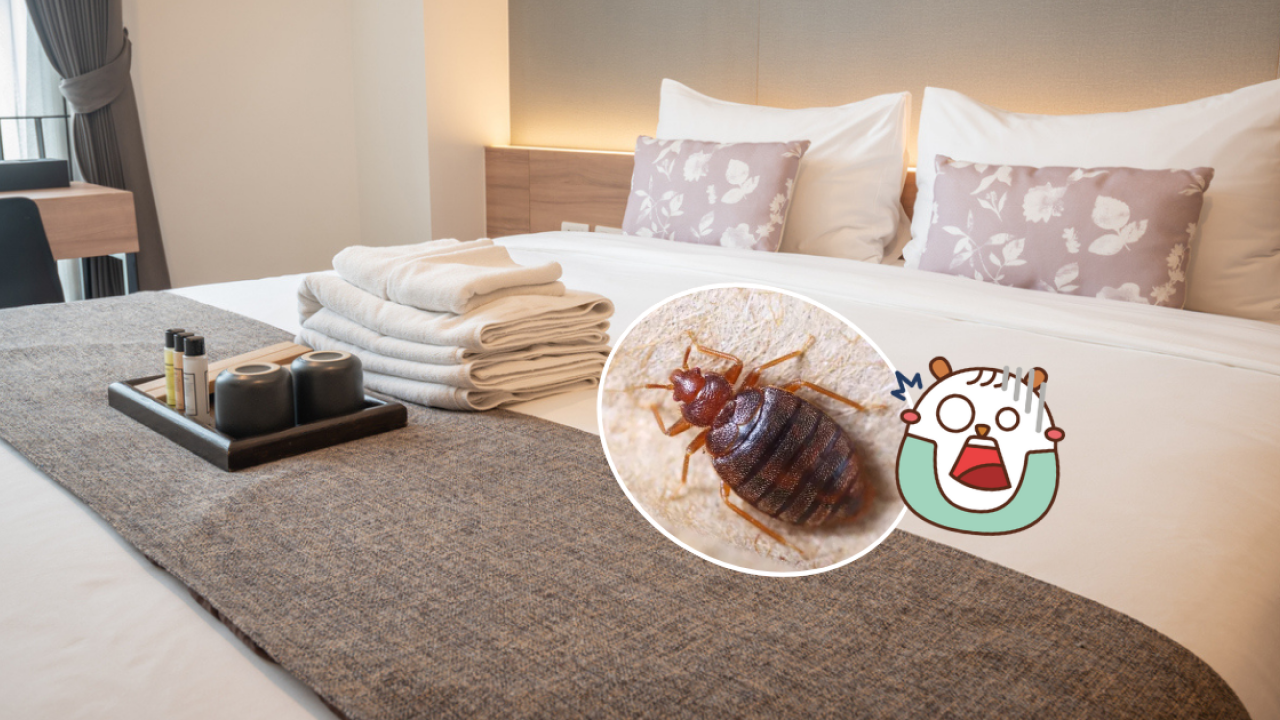 2025日本床蝨問題再激增！殺蟲水都冇用？酒店專家教3點防範
