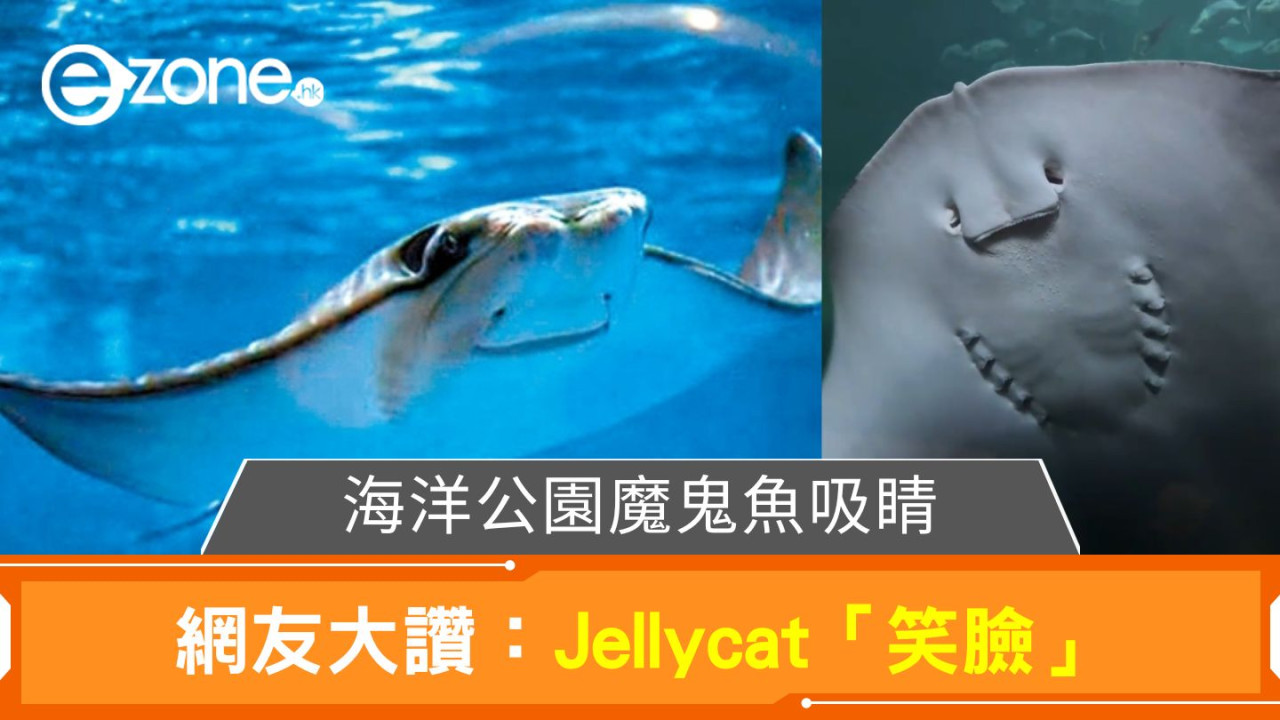 海洋公園魔鬼魚吸睛！網友讚其「笑臉」如治癒系玩偶