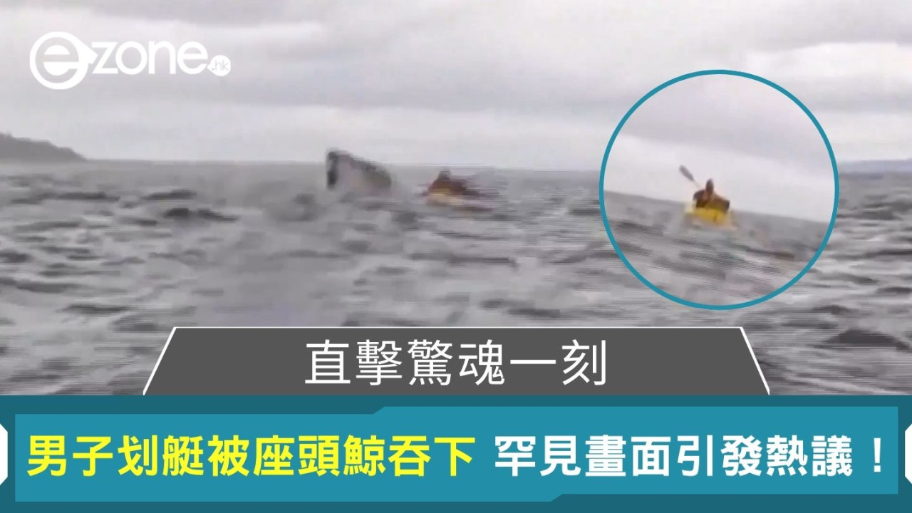 直擊驚魂一刻｜男子划艇被座頭鯨吞下 罕見畫面引發熱議！