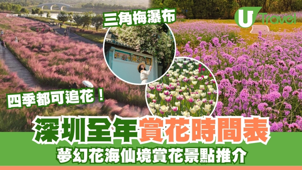 深圳賞花好去處｜深圳花期全年時間表景點 影花推薦鬱金香花海+馬鞭草夢幻紫仙境