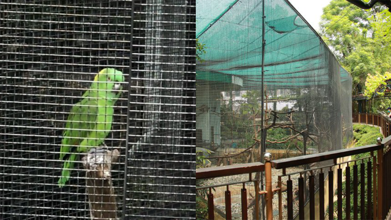 九龍公園鸚鵡「好好傾」踴躍回應遊客狂打招呼模仿觀眾笑聲獲讚得意| UHK 港生活
