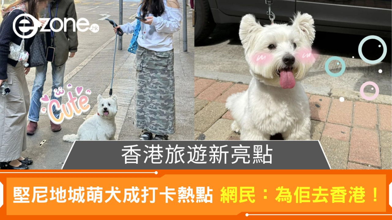 香港旅遊新亮點｜堅尼地城萌犬成打卡熱點 網民：因為佢去香港玩！