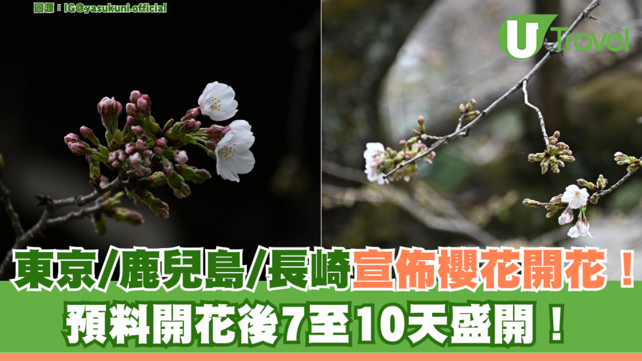 日本櫻花2025｜東京/鹿兒島/長崎宣佈櫻花開花！ 預料開花後7至10天盛開！