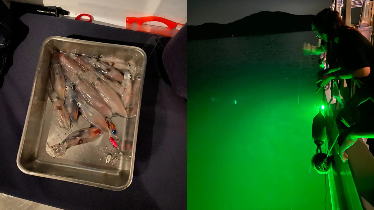 香港維港夜釣墨魚體驗！3小時體驗人均$285起！包游艇出海/ 夜游維港/ 釣墨魚| UHK 港生活