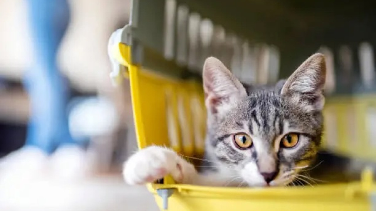 4月8日起中國高鐵試推寵物托運懶人包｜貓狗搭高鐵來往北京上海 注意事項/寵物資格/預約方法