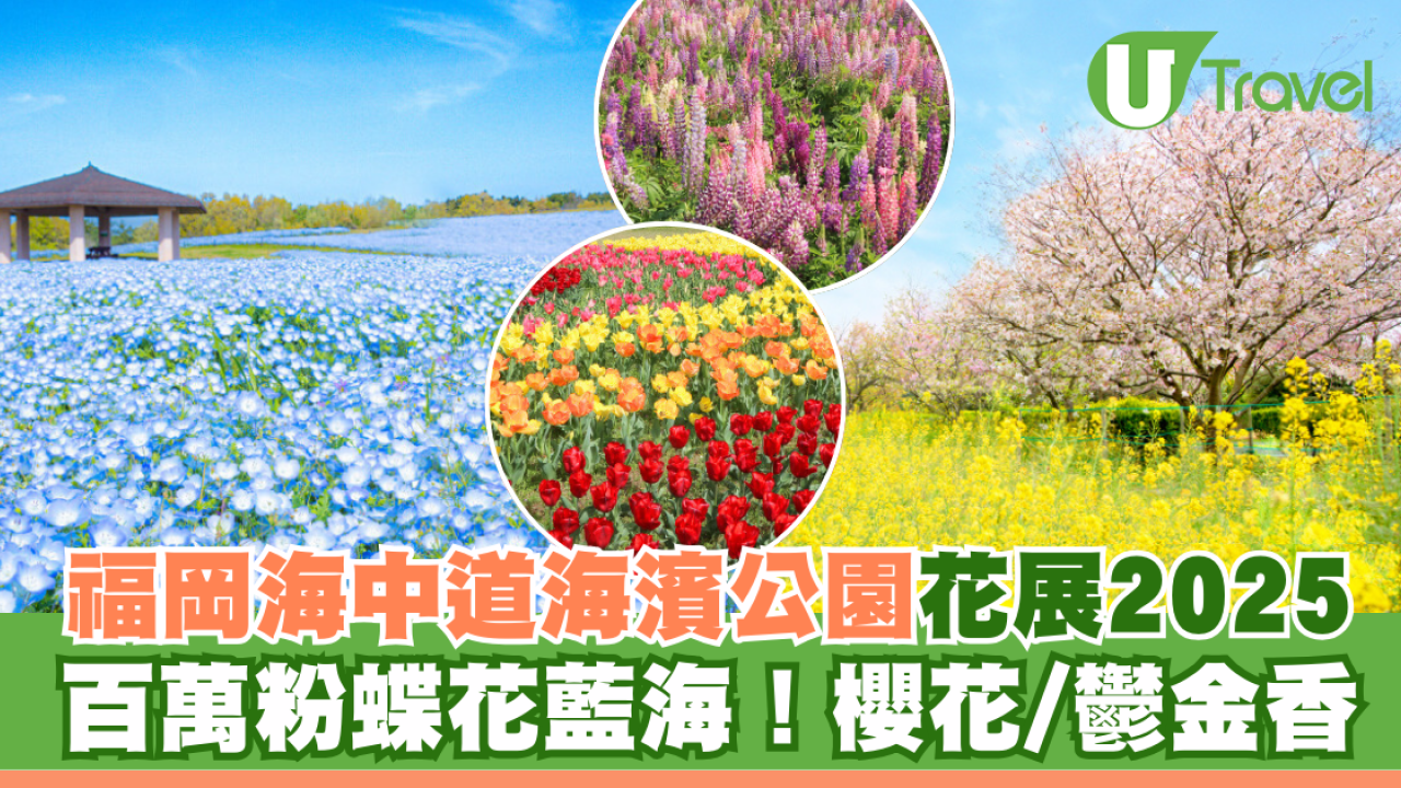 福岡海中道海濱公園花展2025｜百萬粉蝶花藍海！櫻花/鬱金香同時綻放！限定主題甜點