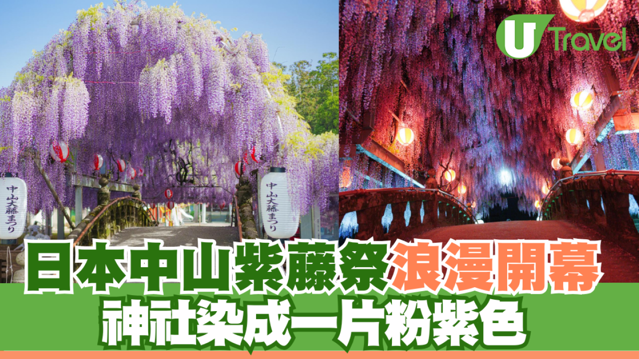 日本中山紫藤祭浪漫開幕 神社染成一片粉紫色 夜晚景色同樣吸引