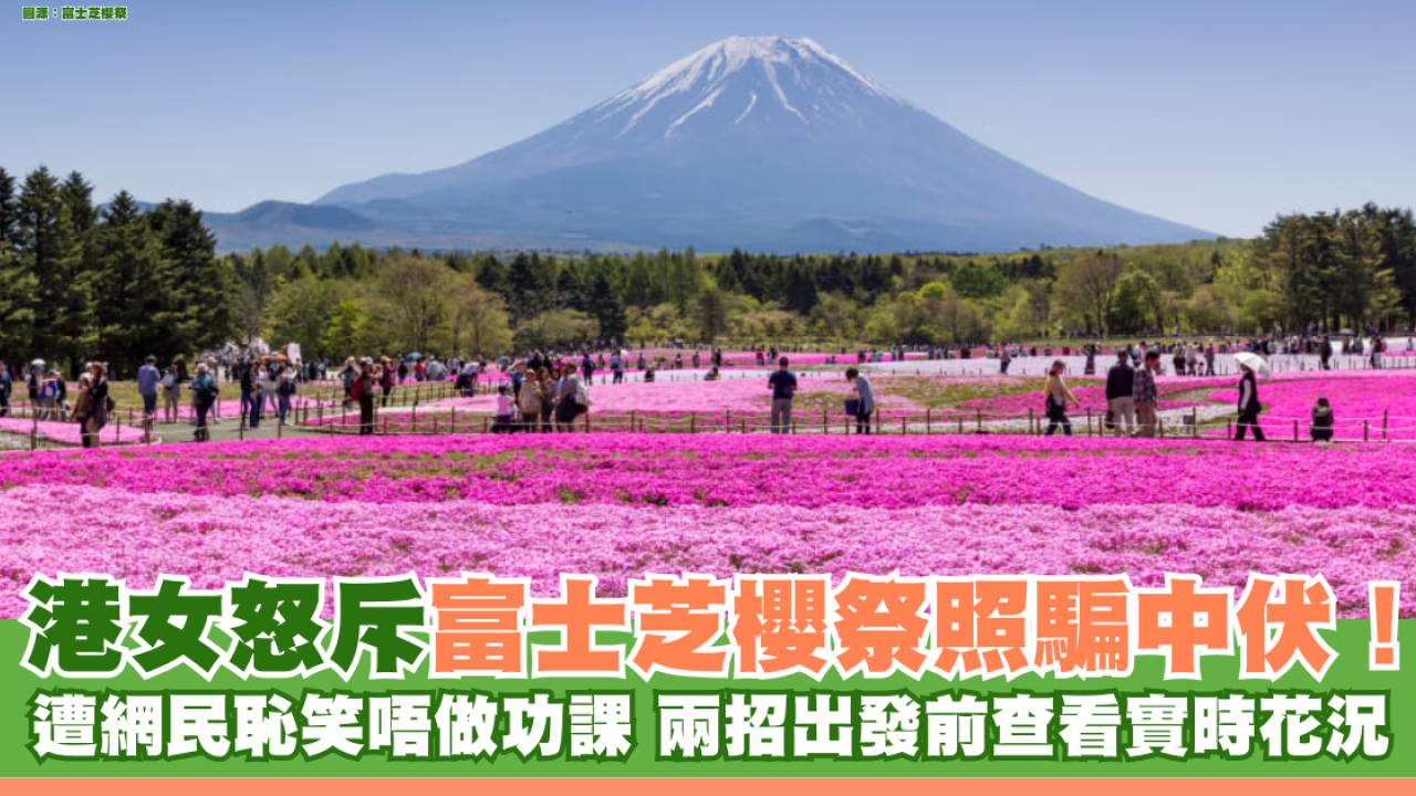 港女怒斥富士芝櫻祭照騙中伏！ 遭網民恥笑唔做功課 兩招出發前查看實時花況