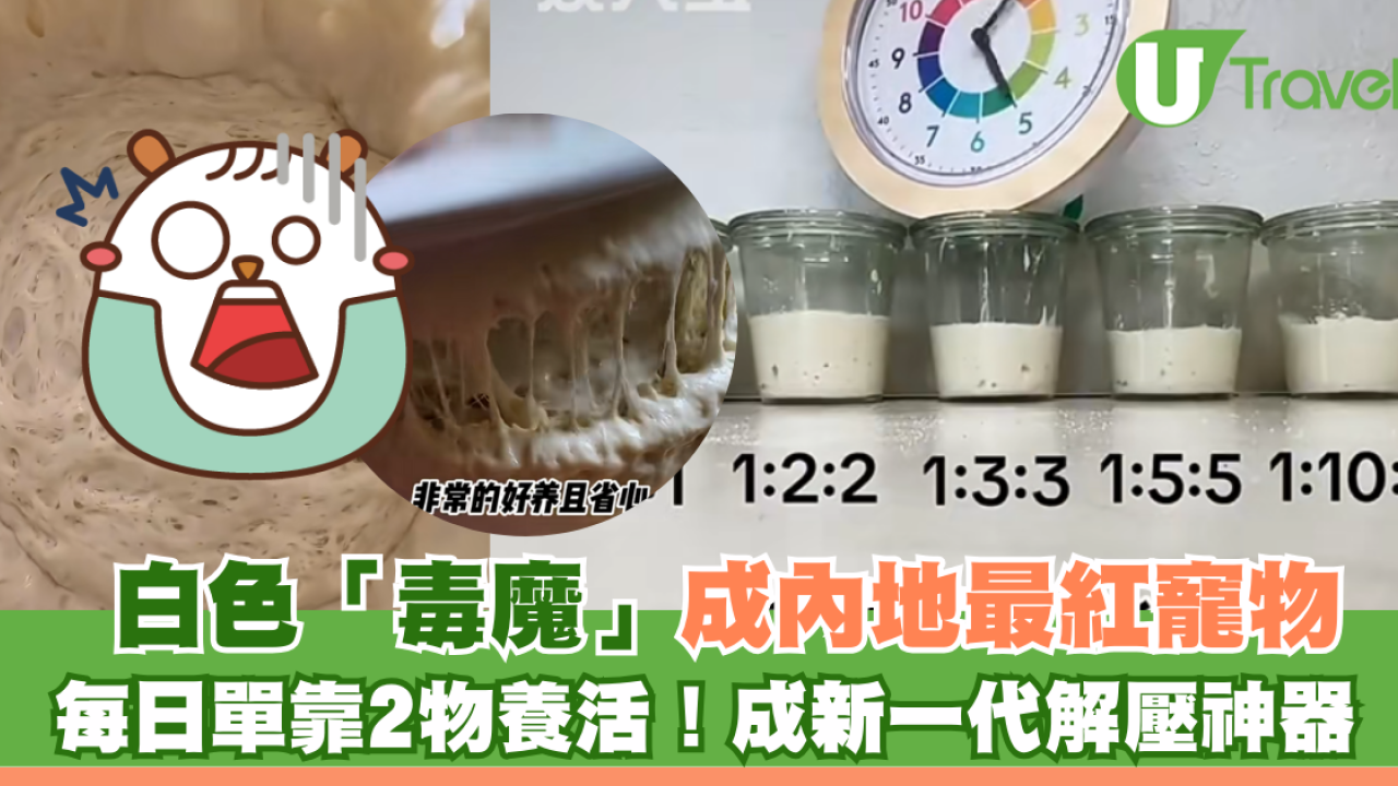 白色「毒魔」成內地最紅寵物 每日單靠2物養活！成新一代解壓神器