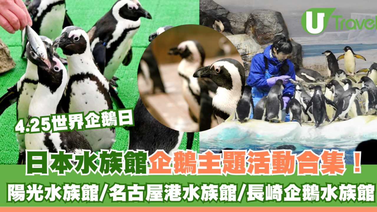 世界企鵝日｜日本水族館企鵝主題活動合集！池袋陽光水族館/名古屋港水族館/長崎企鵝水族館