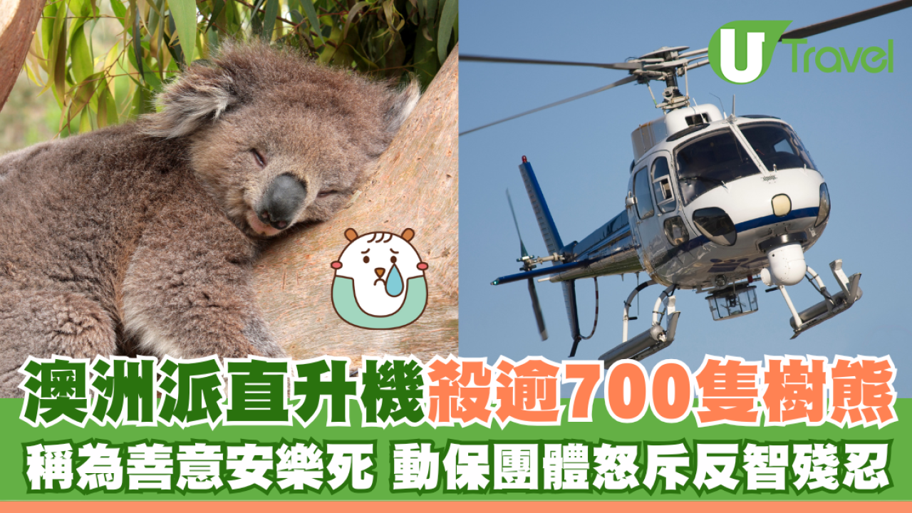 澳洲派直升機殺逾700隻樹熊 稱為善意安樂死 動保團體怒斥反智殘忍