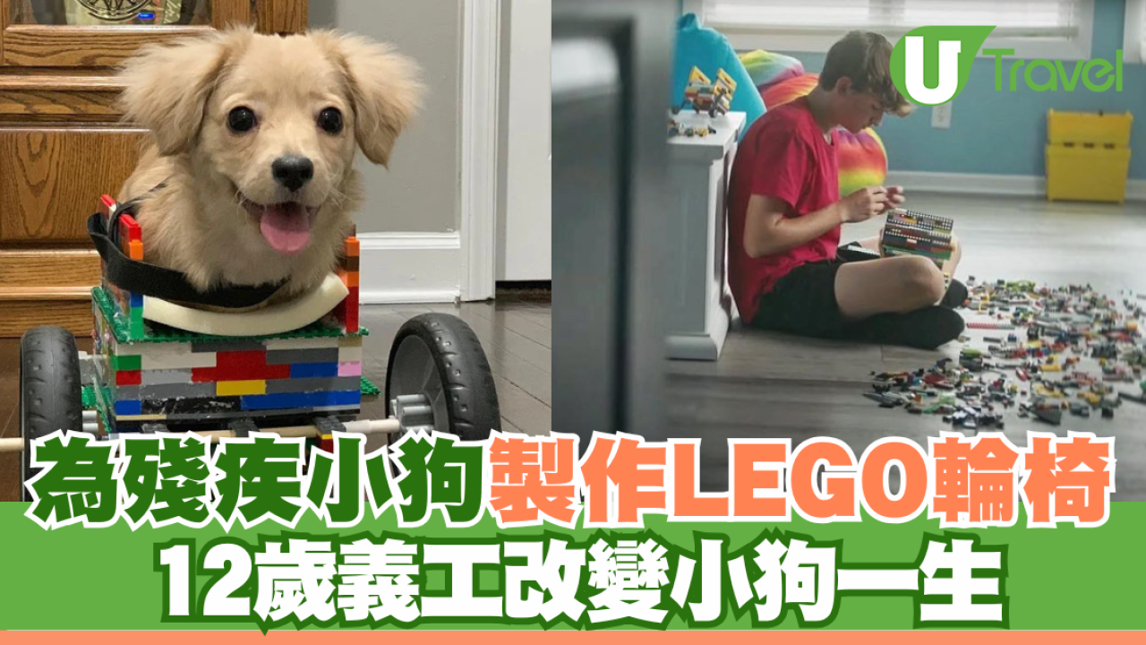 為殘疾小狗製作LEGO輪椅 12歲義工改變小狗一生