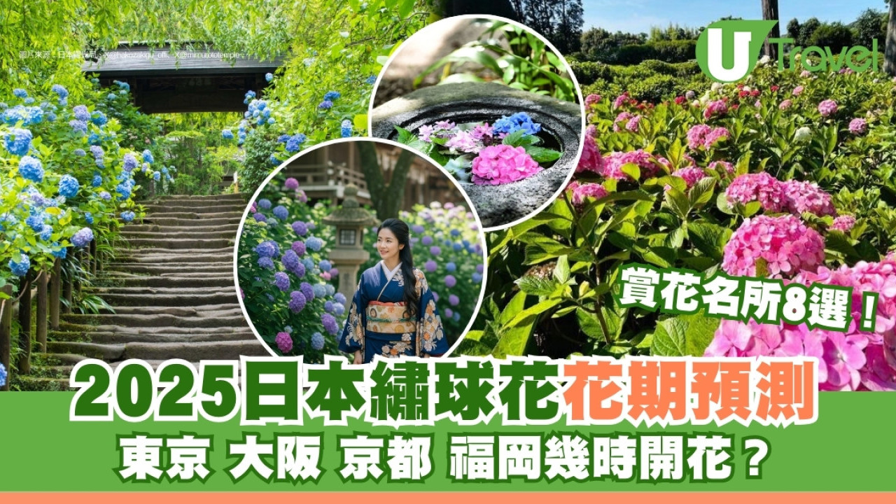 繡球花日本幾月開花？2026全國花期預測！8個賞花名所過萬藍色繡球花海綻放