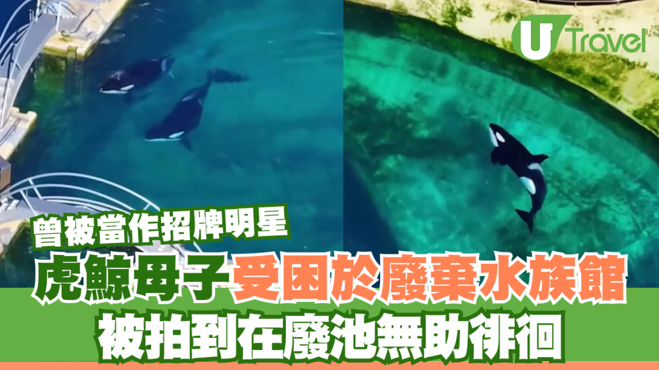 虎鯨母子受困於廢棄水族館 被拍到在廢池無助徘徊