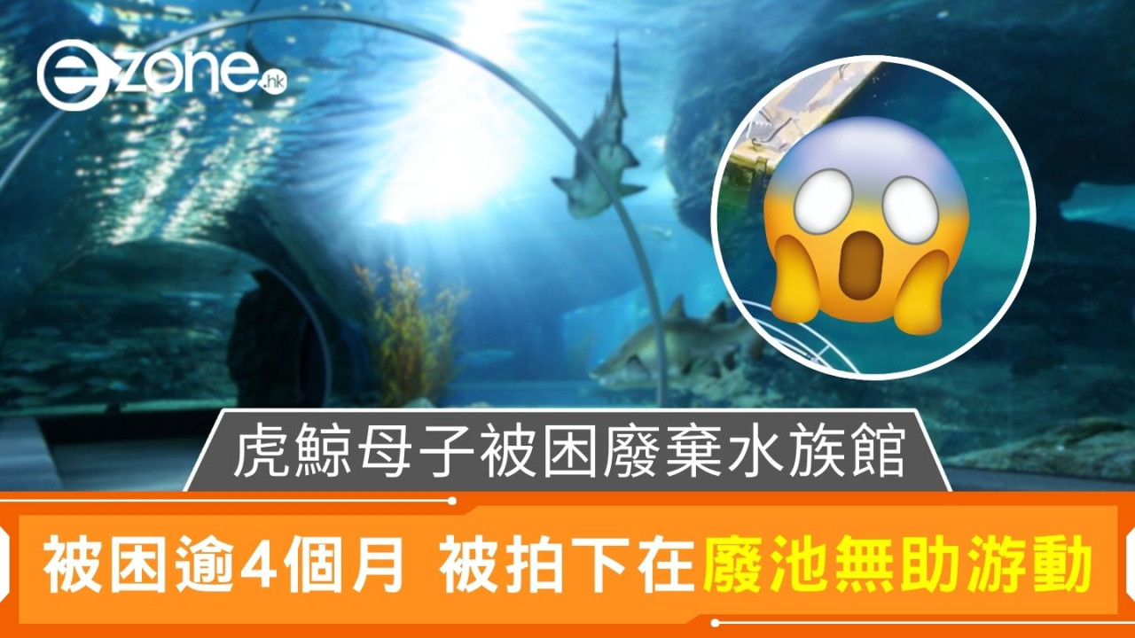 虎鯨母子被困廢棄水族館|被困逾4個月 被拍下在廢池無助游動