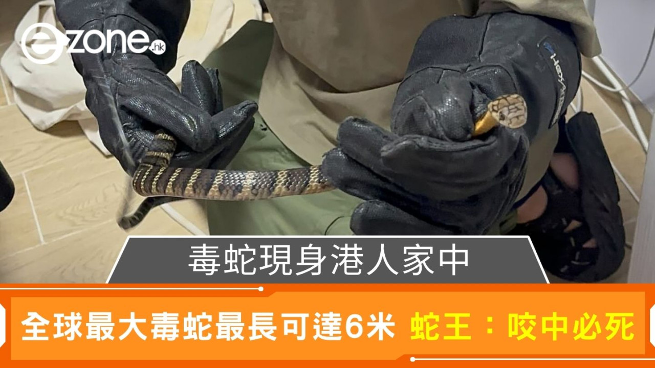 嚇破膽！電腦桌上驚見巨型毒蛇 蛇王：咬中必死！