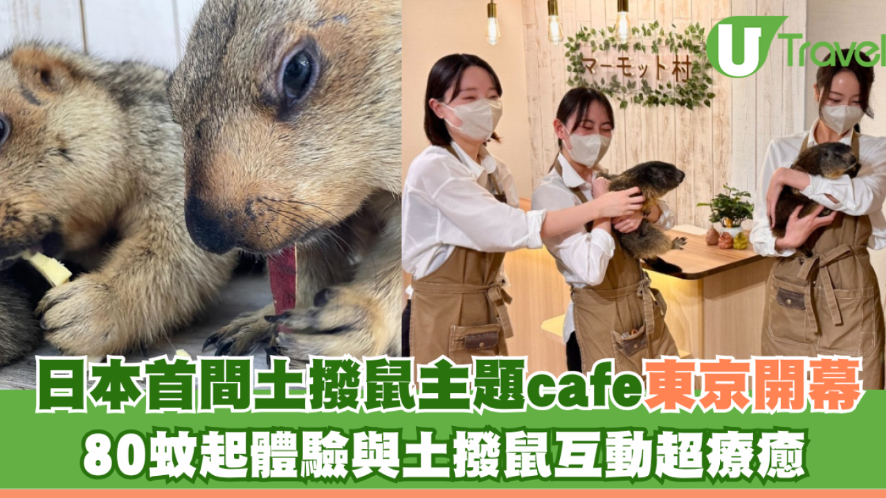 日本首間土撥鼠主題cafe東京開幕！80元起體驗與土撥鼠互動超療癒