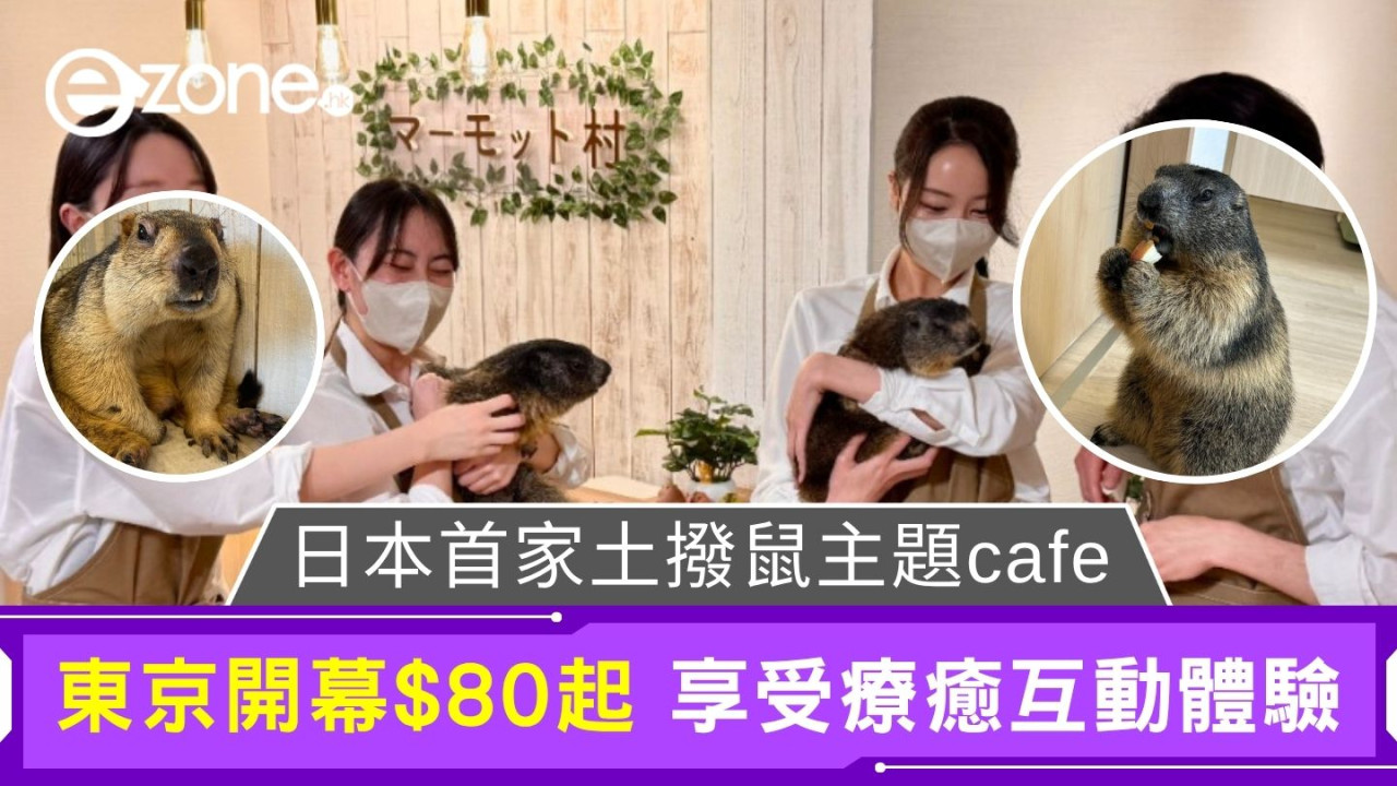 日本首家土撥鼠主題cafe|東京開幕$80起 享受療癒互動體驗