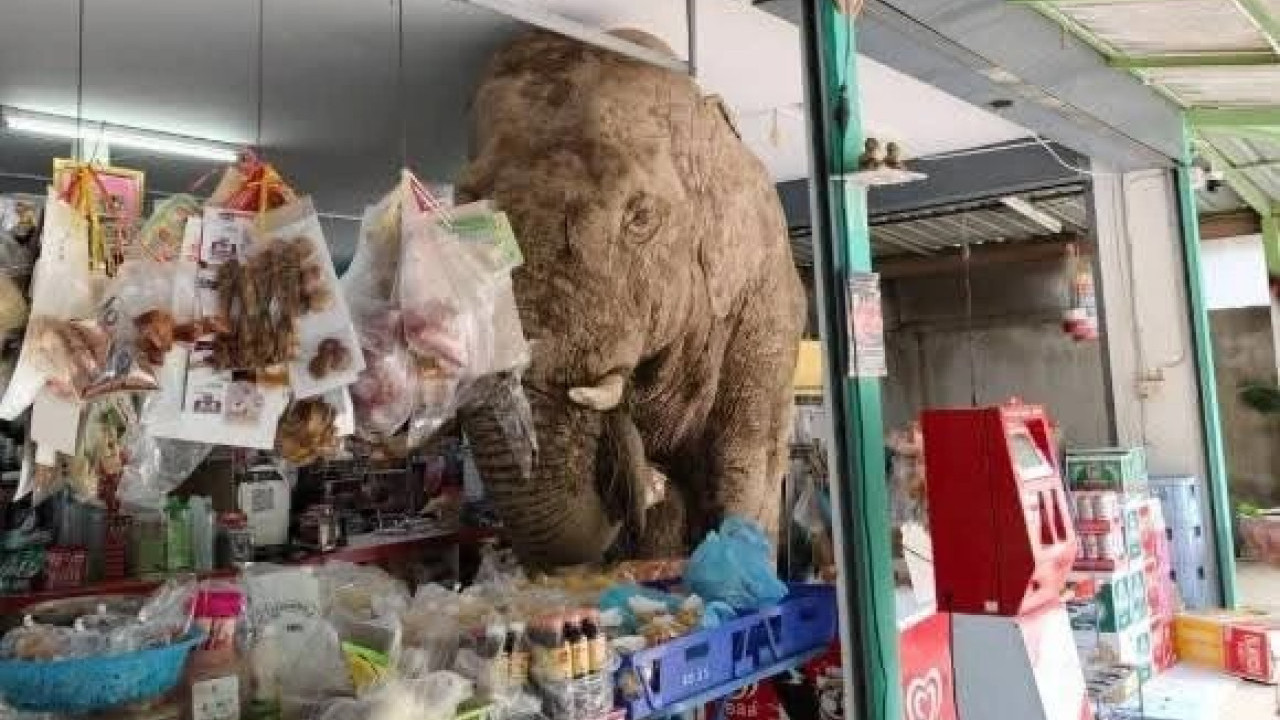 多圖 ｜調皮野象闖入泰國雜貨店！下一秒舉動驚人！專吃1零食獲讚識食