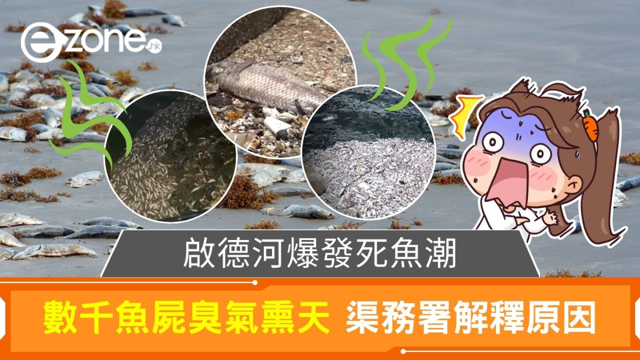 啟德河爆發死魚潮｜數千魚屍臭氣熏天　渠務署解釋原因