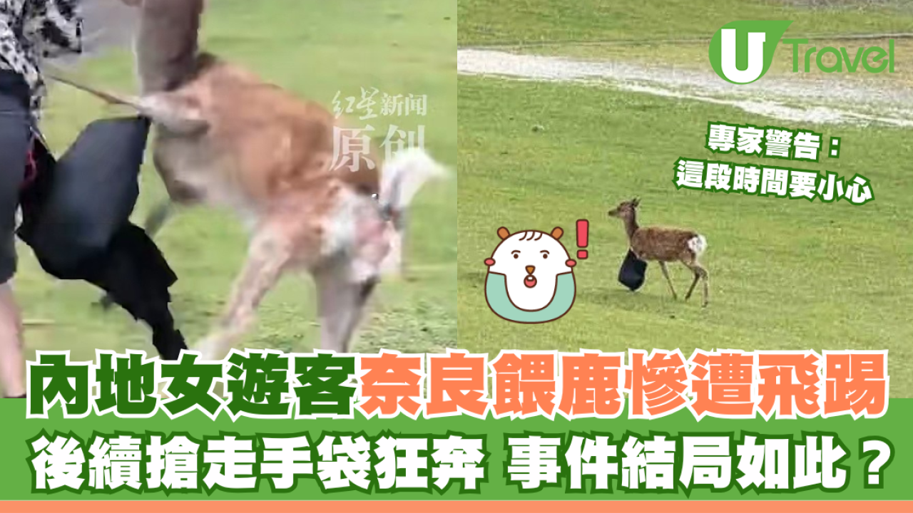 內地女遊客奈良餵鹿慘遭飛踢 後續搶走手袋狂奔 事件結局如此？