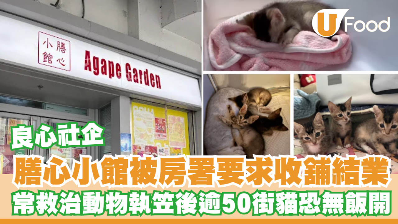 膳心小館被房署要求收舖結業！良心社企常救治動物執笠後逾50街貓恐無飯開