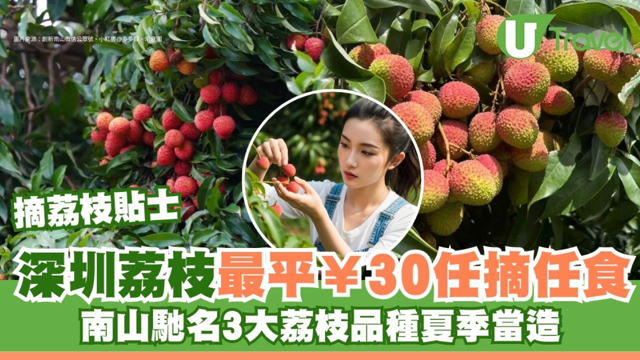 深圳摘荔枝｜最平¥30任摘任食糯米糍/桂味 南山四大荔枝果園地址交通 