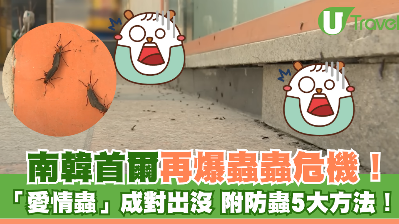 遊韓注意｜首爾再爆蟲蟲危機！「愛情蟲」成對出沒 附防蟲5大方法！避免著呢種顏色衫？