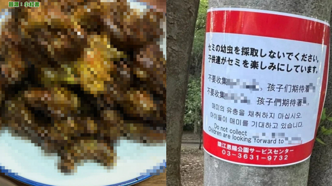 日本公園貼告示禁止捕捉一生物 居日內地人小紅書分享公園採集食用