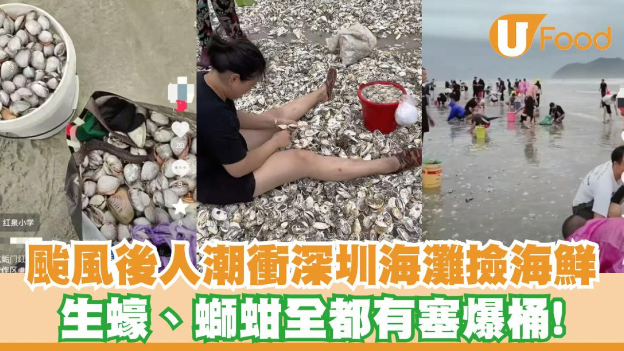 颱風後內地人衝深圳海灘撿海鮮！生蠔、螄蚶全都有塞爆桶  專家勸退：或暗藏殺機