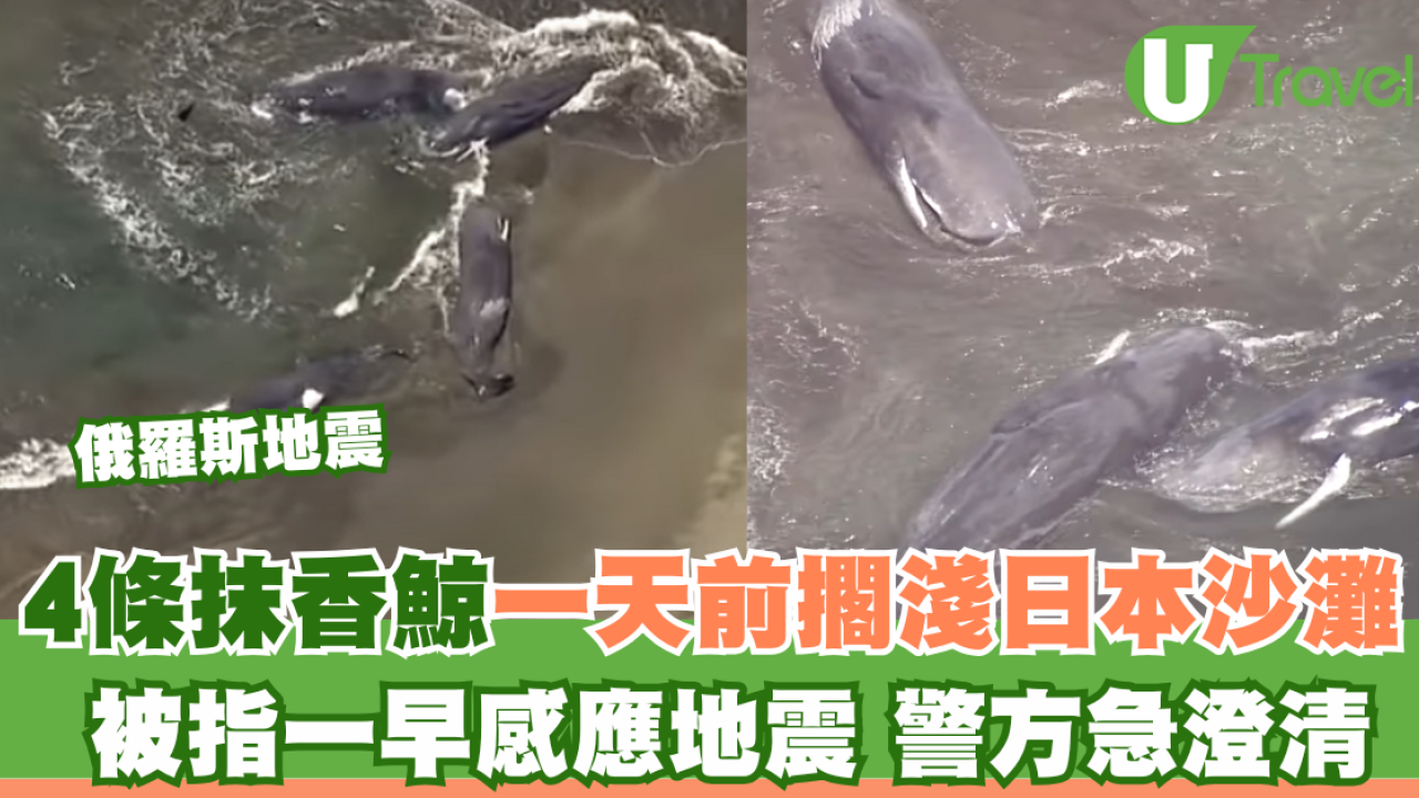 俄羅斯地震｜4條抹香鯨一天前擱淺日本沙灘 被指一早感應地震 警方急澄清