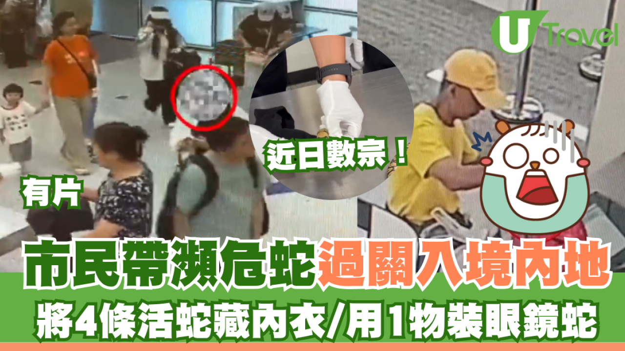 有片｜市民帶瀕危物種入境遭截獲 女子將4條活蛇藏內衣/旅客用1物裝眼鏡蛇