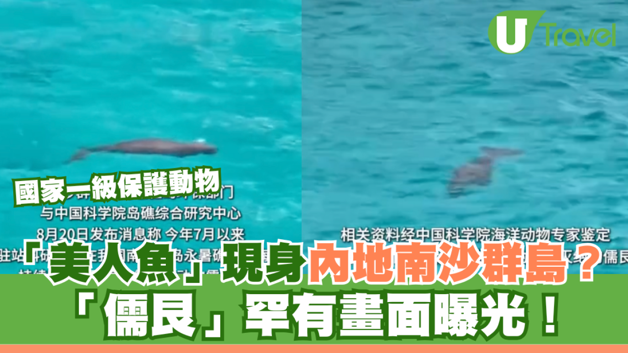 「美人魚」現身內地南沙群島？國家一級保護動物「儒艮」罕有畫面曝光！
