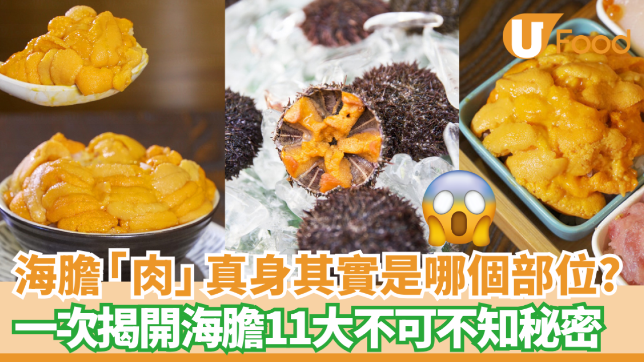 【海膽營養】探索海膽秘密！11個揭開海膽營養與食用注意事項