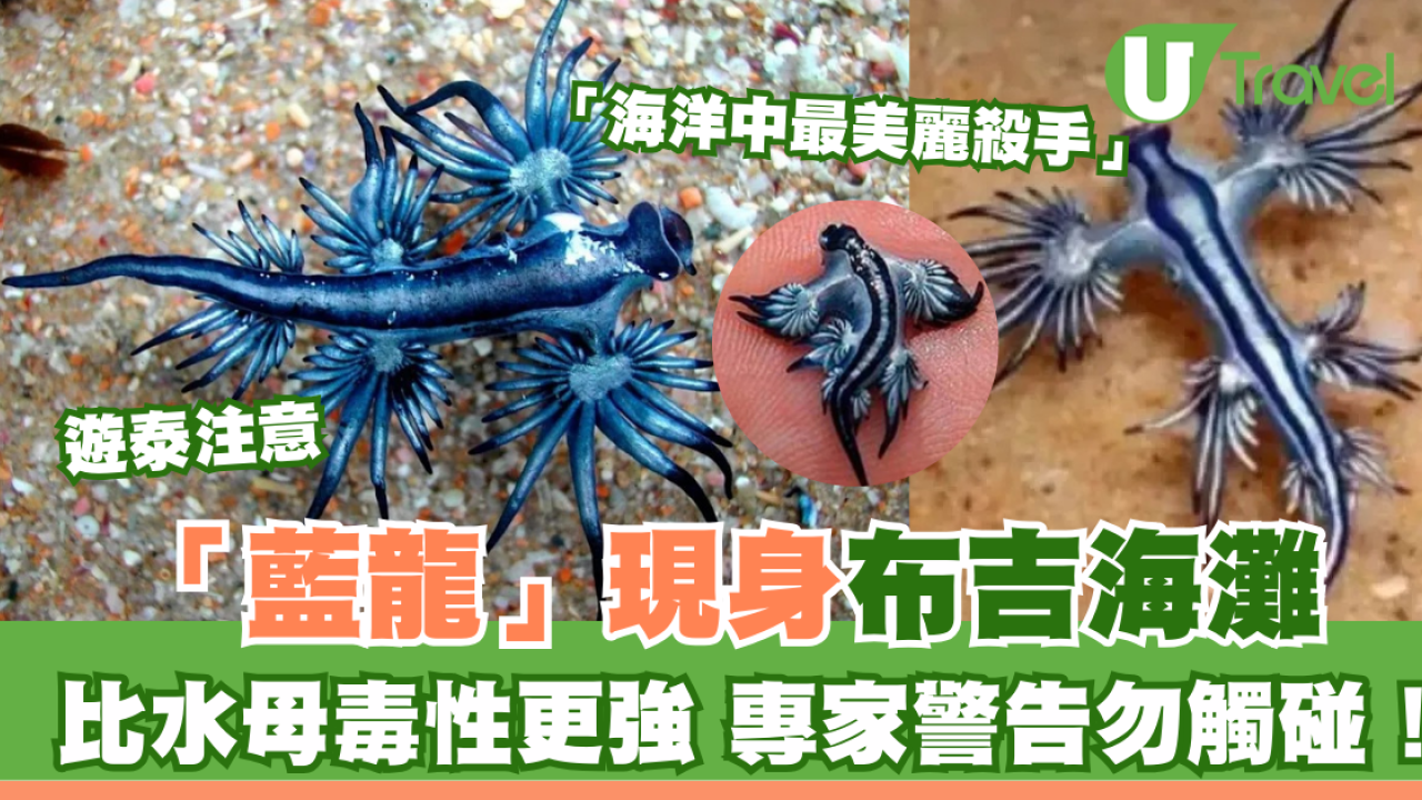 泰國海灘「致命隱形殺手」！專家警告遭此生物螫到嚴重恐喪命！即學保命3招救人自救