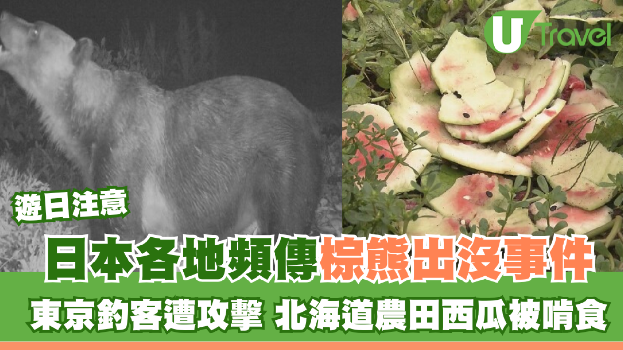 日本各地頻傳棕熊出沒事件！東京釣客遭攻擊 北海道農田西瓜被啃食