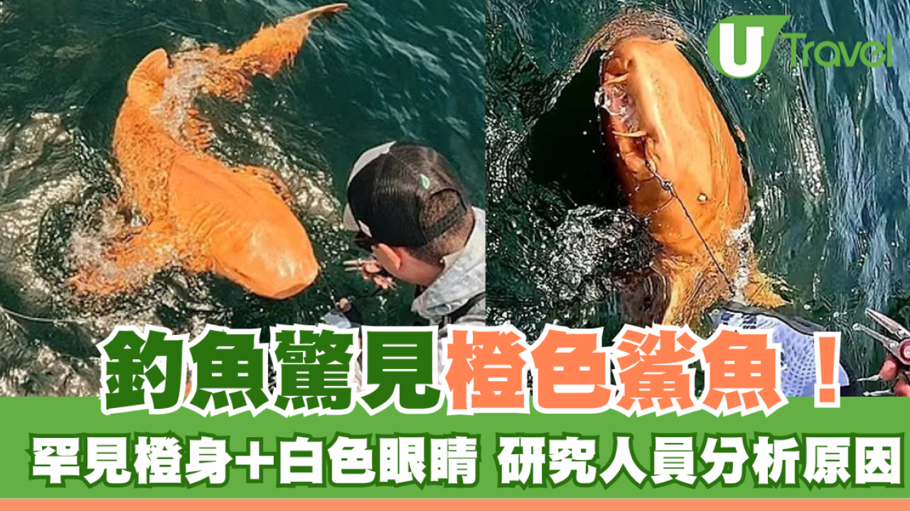 釣魚驚見橙色鯊魚！罕見橙身+白色眼睛 研究人員分析原因