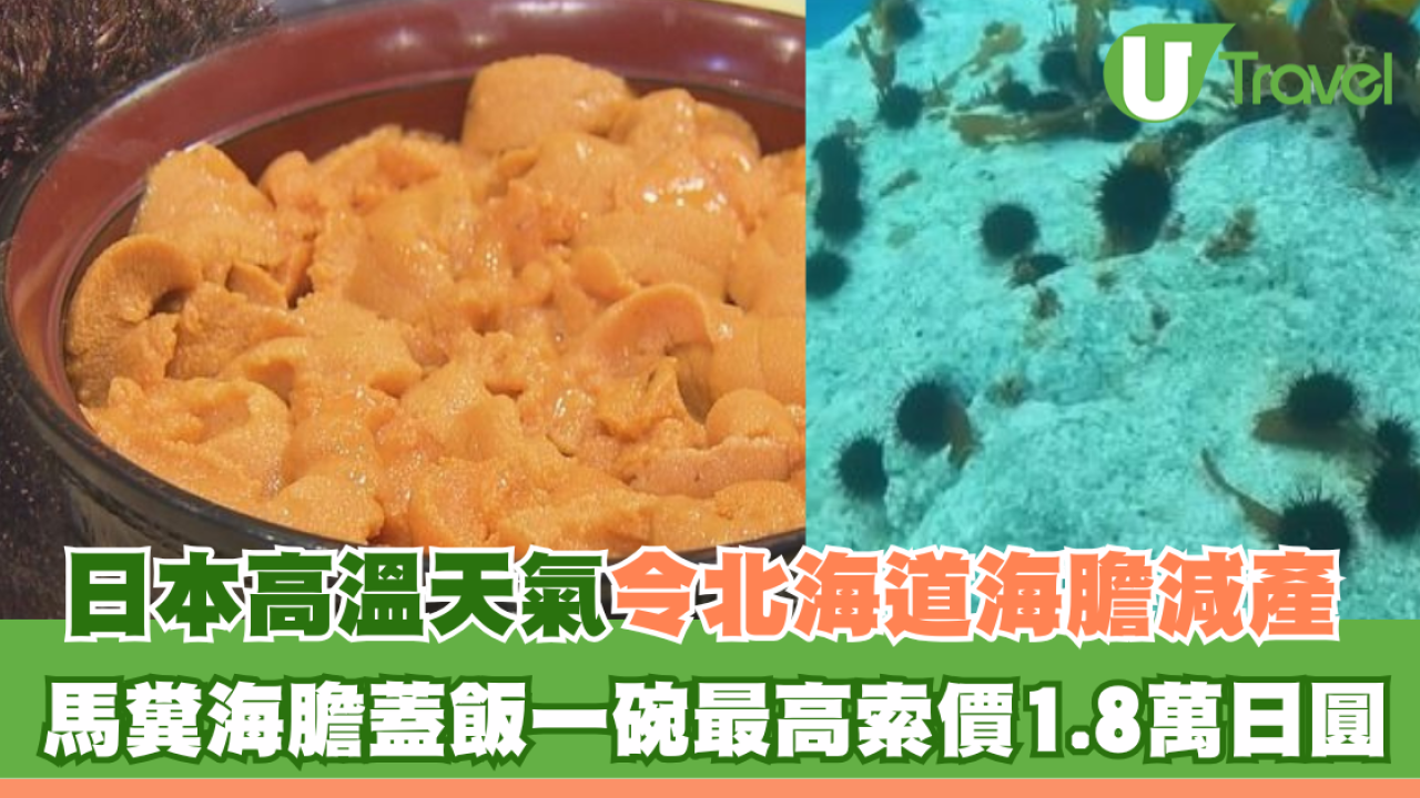 日本高溫天氣令北海道海膽減產！馬糞海膽蓋飯一碗最高索價1.8萬日圓 