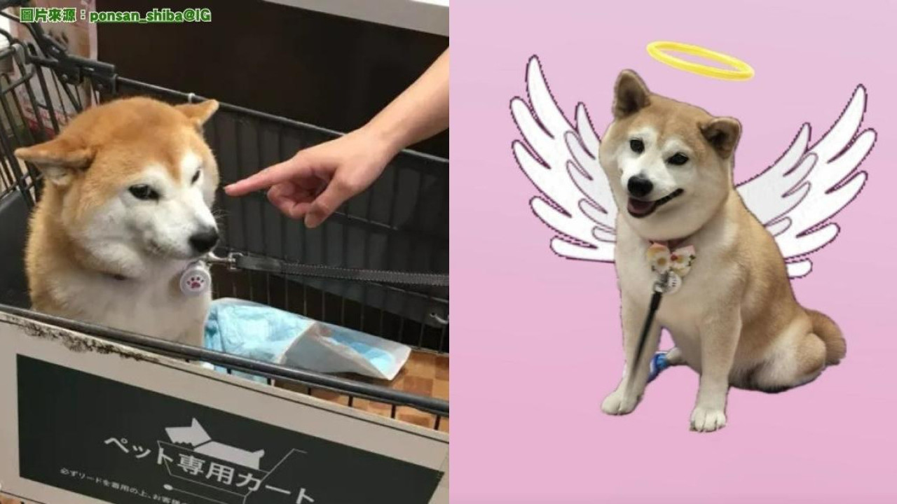 紅遍華語圈「不可以色色」柴犬去世享年17歲主人心碎製作AI影片悼念| U Travel