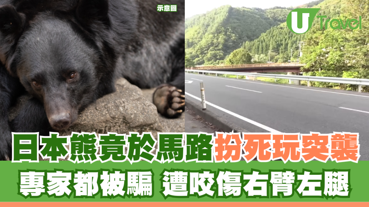 日本熊竟在馬路扮死「翻生」玩突襲！專家都被騙遭咬傷
