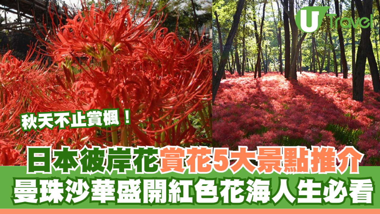 秋天不止賞楓！日本彼岸花賞花景點5推介！曼珠沙華盛開紅色花海人生必看