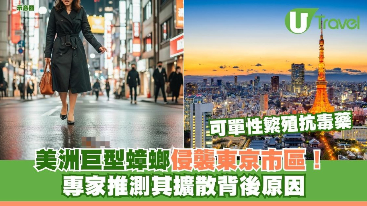 美洲巨型蟑螂侵襲東京市區！ 可單性繁殖抗毒藥 專家推測其擴散背後原因！